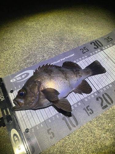 メバルの釣果