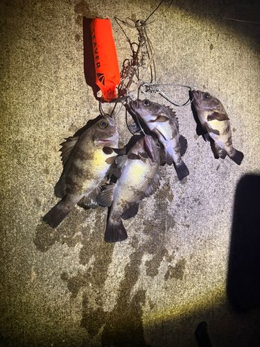 コモンカスベの釣果