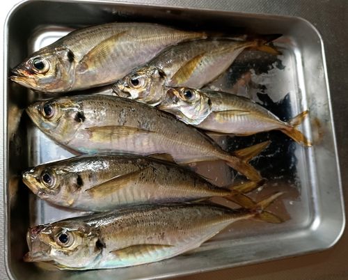 マアジの釣果