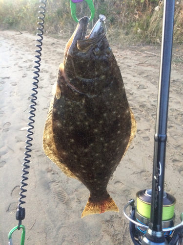 ヒラメの釣果