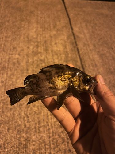 シロメバルの釣果