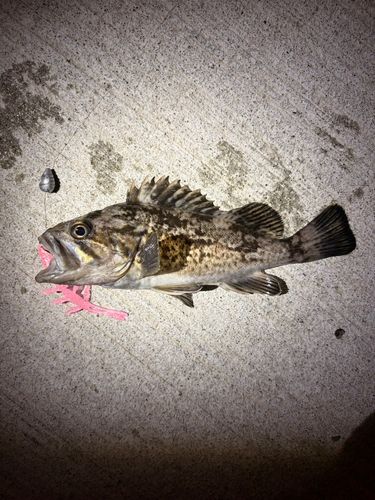 ソイの釣果
