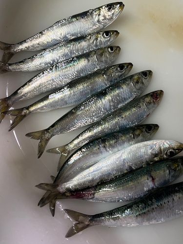 マイワシの釣果