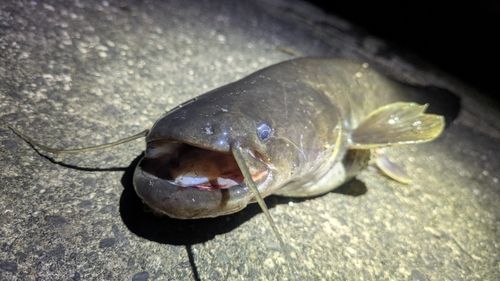 ナマズの釣果