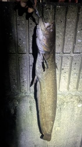 ナマズの釣果