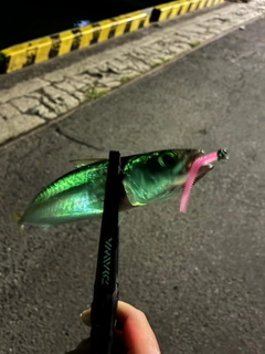 サバの釣果