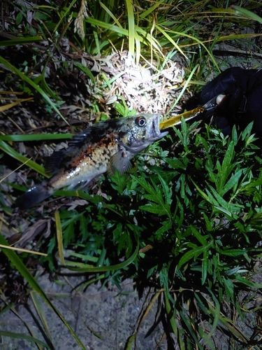 クロソイの釣果