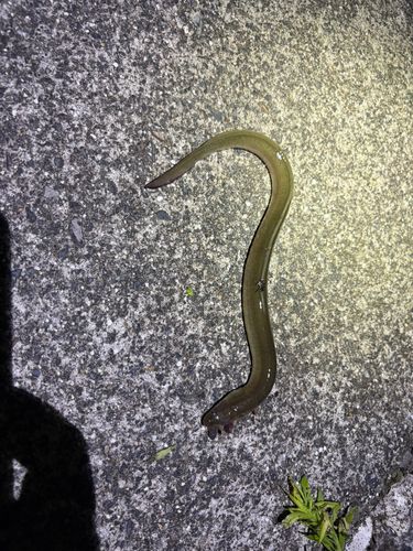 ウナギの釣果