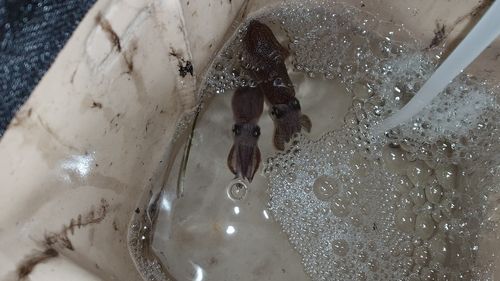 ヒイカの釣果
