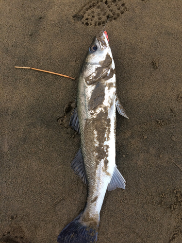 スズキの釣果