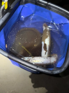 マアナゴの釣果