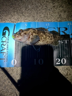 ハチガラの釣果