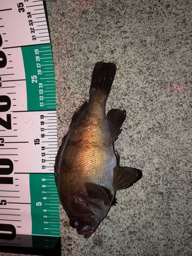 メバルの釣果