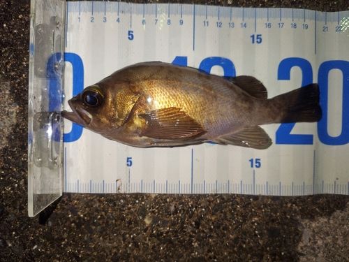 メバルの釣果