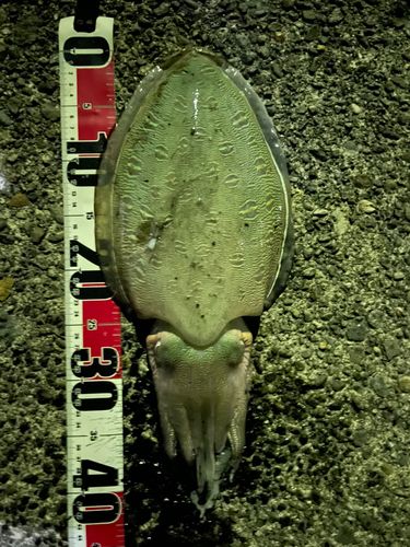 コウイカの釣果