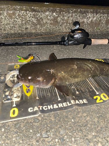 ナマズの釣果