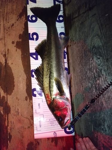 シーバスの釣果