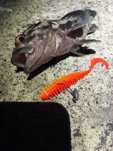 ハチガラの釣果