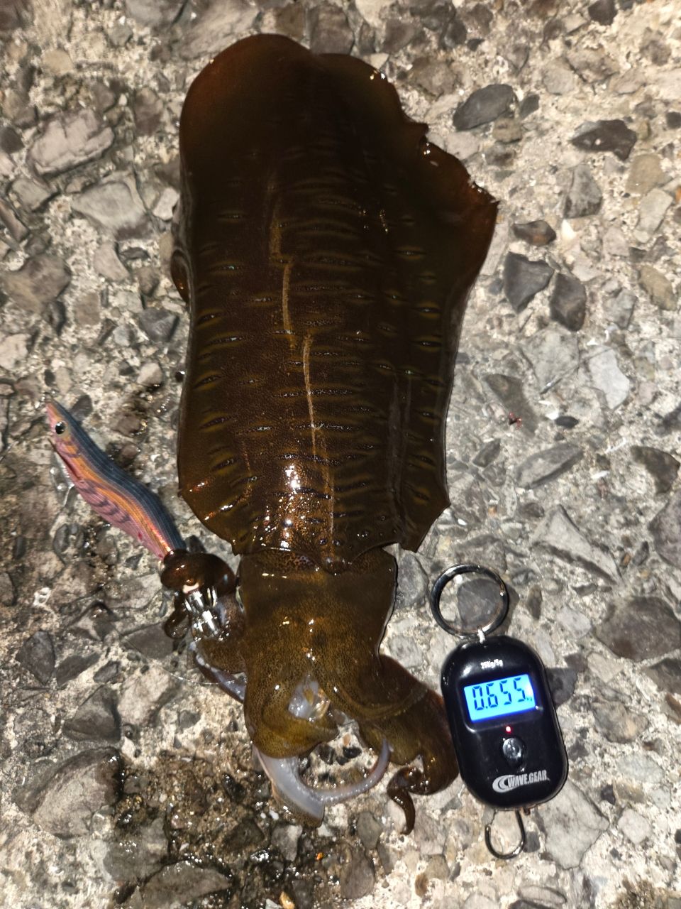 アオリイカの釣果写真