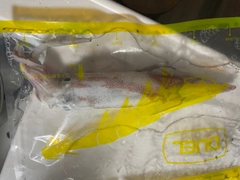 ケンサキイカの釣果