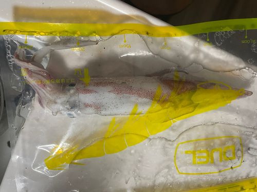 ケンサキイカの釣果