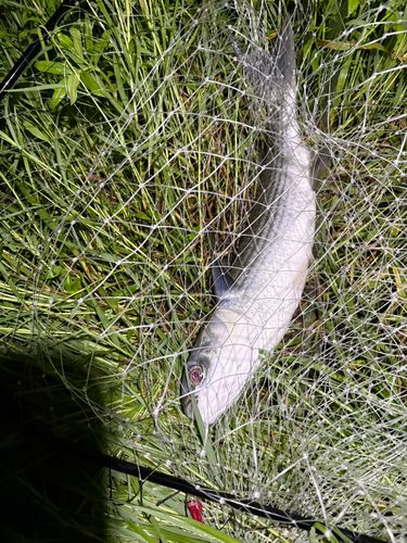 ボラの釣果