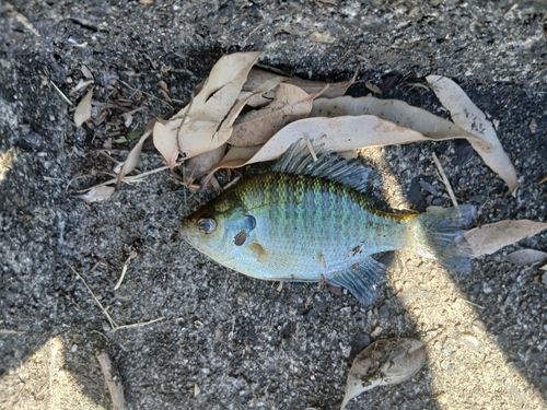 ブルーギルの釣果