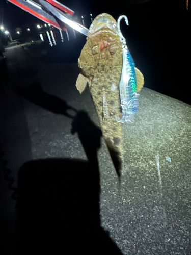 マゴチの釣果