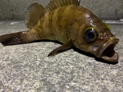 メバルの釣果