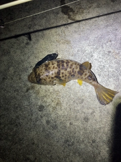 マダコの釣果