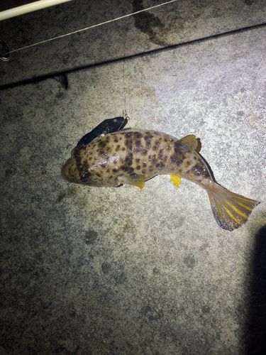 マダコの釣果