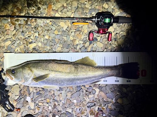 フッコ（マルスズキ）の釣果