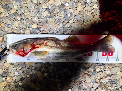 フッコ（マルスズキ）の釣果