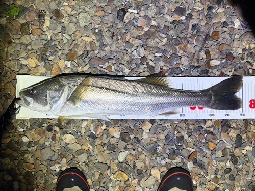 スズキの釣果