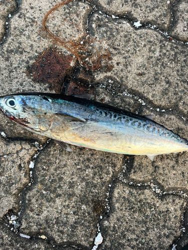 ソウダガツオの釣果