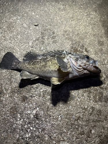 クロソイの釣果