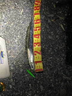 タチウオの釣果