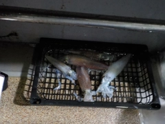 スルメイカの釣果