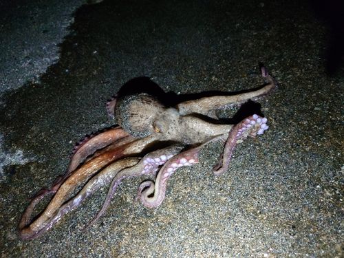 タコの釣果