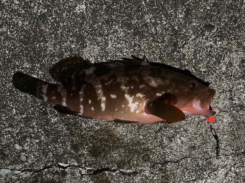 キジハタの釣果