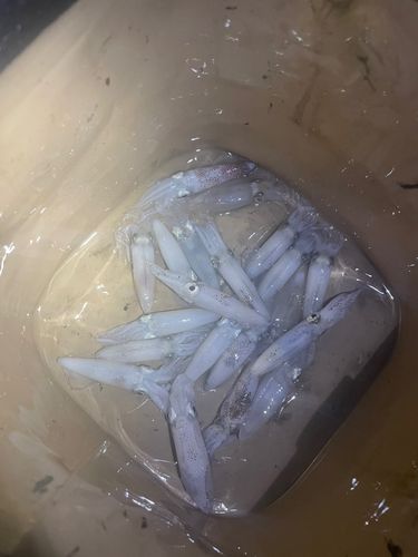 ヒイカの釣果