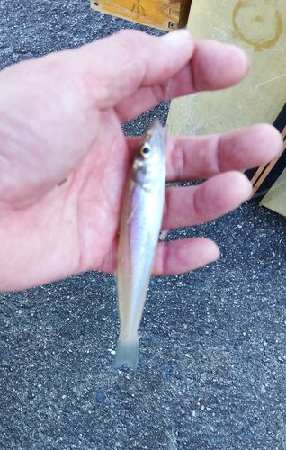 ガシラの釣果
