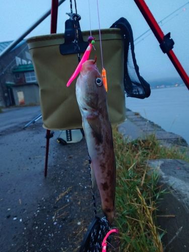 ハゼの釣果