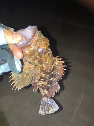 カサゴの釣果
