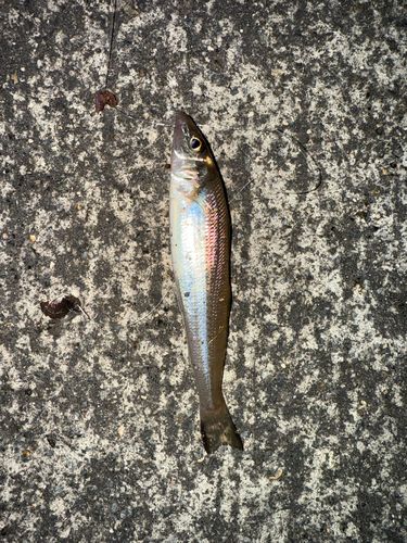 キスの釣果