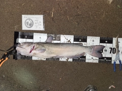 アメリカナマズの釣果