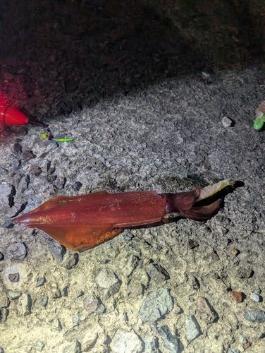 ケンサキイカの釣果