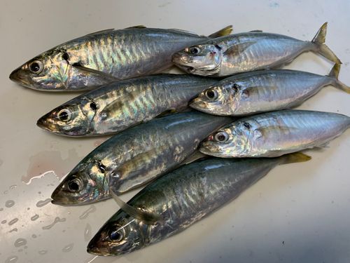 アジの釣果