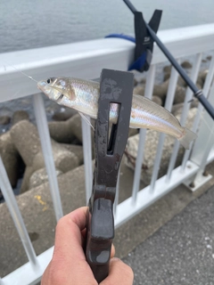 シロギスの釣果