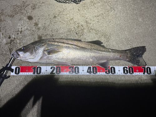 シーバスの釣果